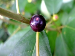 DSCF9414_R