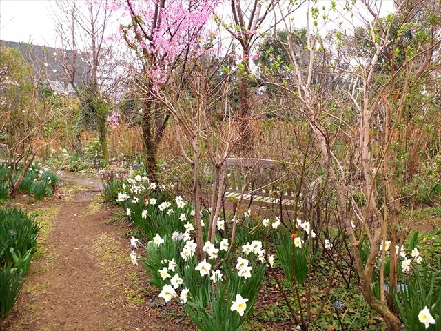 藍川京 の部屋 横浜イングリッシュガーデン スイセン 桜 クルサル クロッカス シモクレン Livedoor Blog ブログ 藍川京 の部屋 横浜イングリッシュガーデン スイセン 桜 クルサル クロッカス シモクレン Livedoor Blog ブログ