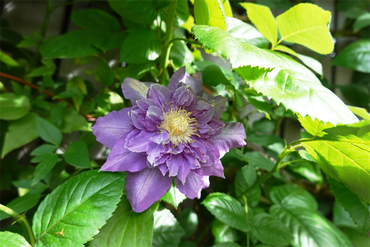 DSC07662_R