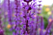 DSCF2089_R