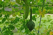 DSCF4674_R