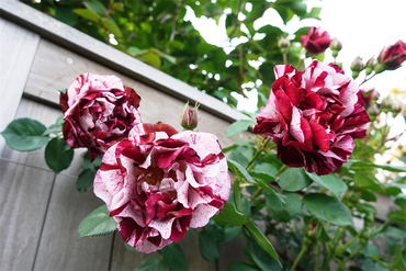 DSC07134_R