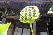 DSCF5115_R