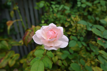 DSC09327_R