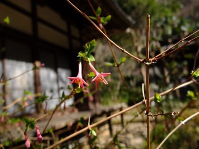 DSCF1038_R