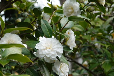 DSC06118_R