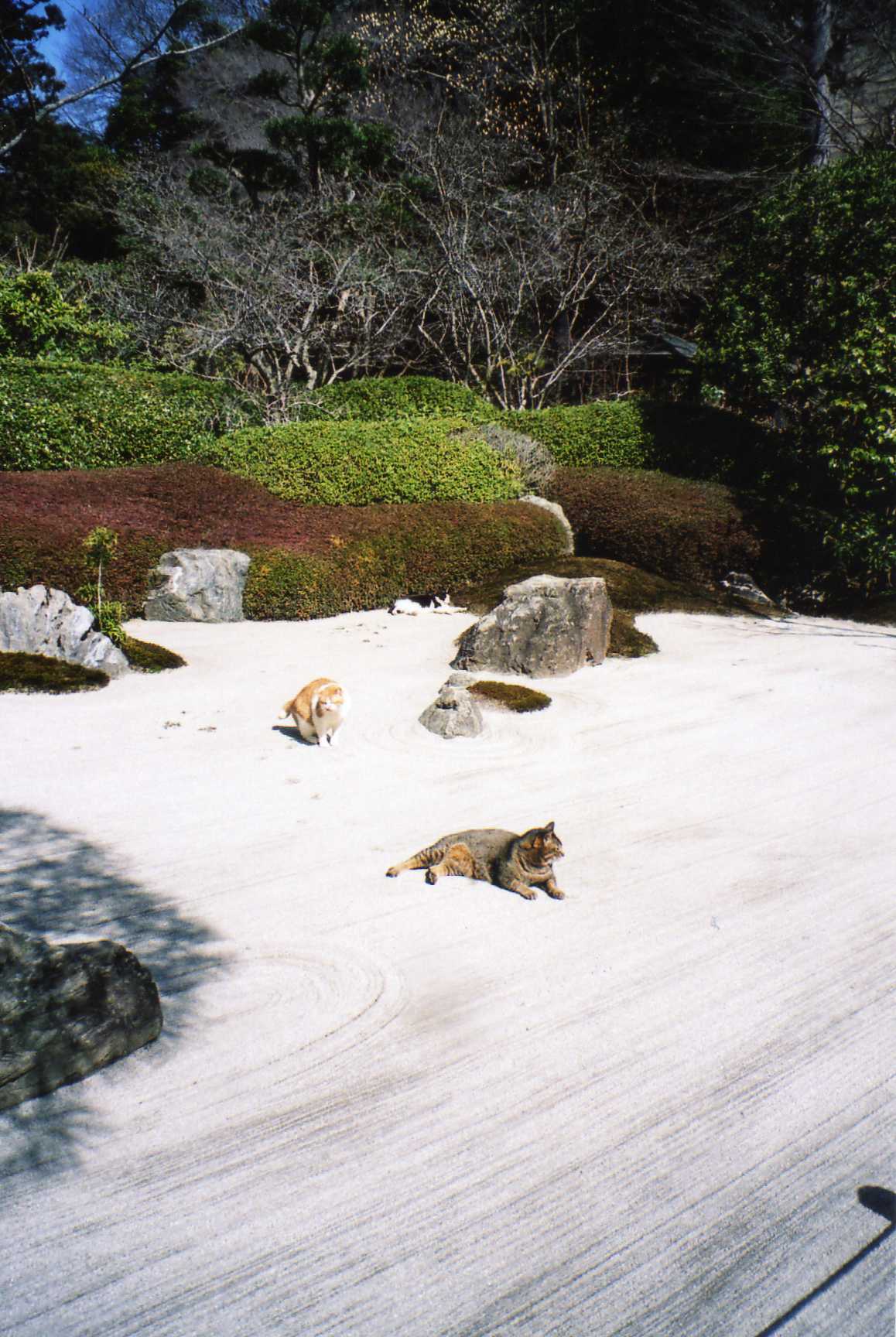 藍川京 の部屋 枯山水でやり放題の猫 Livedoor Blog ブログ 藍川京 の部屋 枯山水でやり放題の猫 Livedoor Blog ブログ