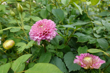 DSC08841_R