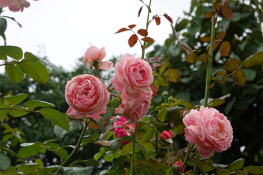 DSC08628_R