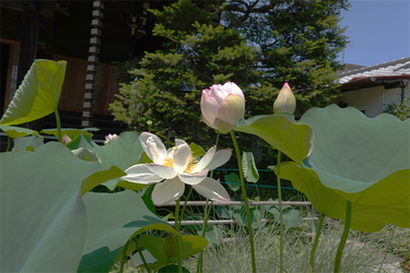 DSC03170_R