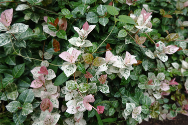 DSC09301_R