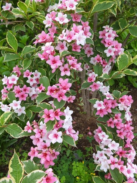 藍川京 の部屋 斑入り大紅空木 Livedoor Blog ブログ