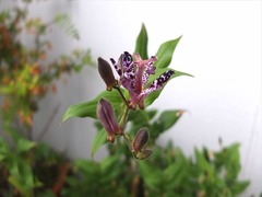 DSCF9836_R