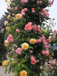 DSCF0476_R