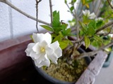 DSCF2396_R