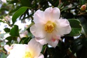 DSCF9212_R