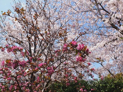 DSCF5246_R