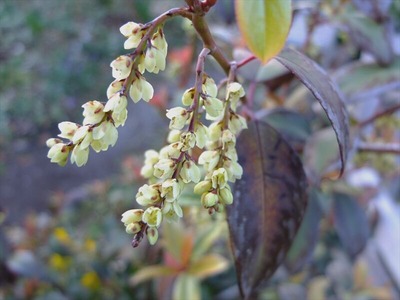 DSCF4755_R
