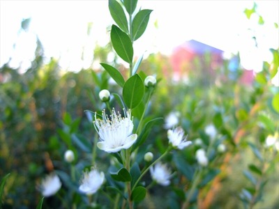 DSCF5674_R