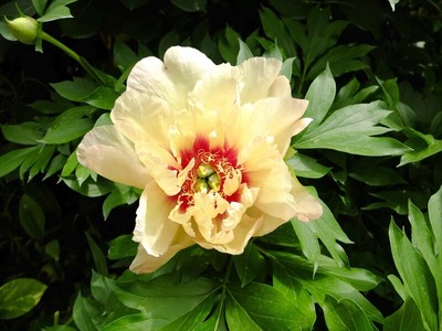 DSCF2737_R
