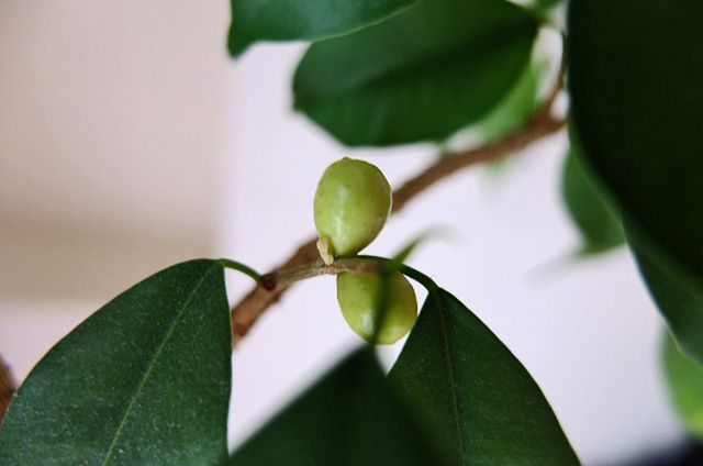 藍川京 の部屋 我が家の花 ベンジャミン 折鶴蘭 Livedoor Blog ブログ