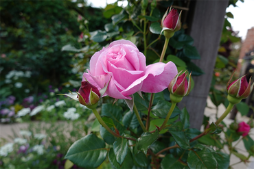 DSC07165_R