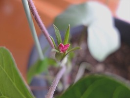 DSCF6267_R