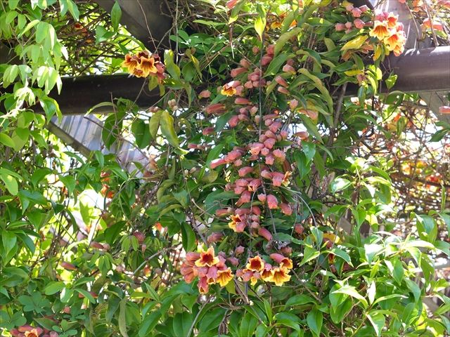 藍川京 の部屋 京都府立植物園 ツリガネカズラ ナンジャモンジャの木など Livedoor Blog ブログ