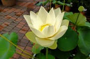 DSCF4054_R