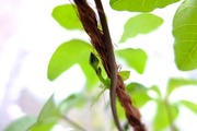 DSCF3574_R