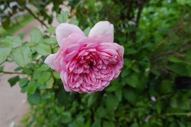 DSC08920_R