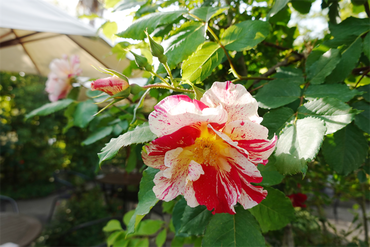 DSC07171_R