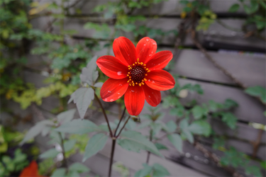 DSC08620_R