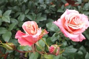 DSCF1996_R