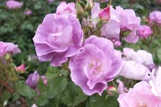 DSCF2226_R