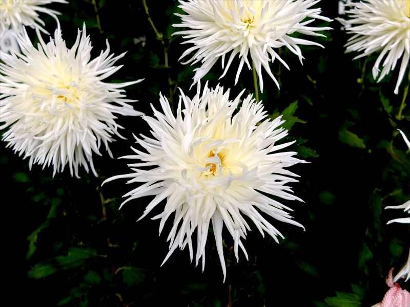 藍川京 の部屋 新宿御苑 菊花壇展 5 江戸菊 Livedoor Blog ブログ