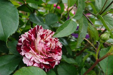 DSC07472_R