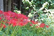 DSCF5462_R