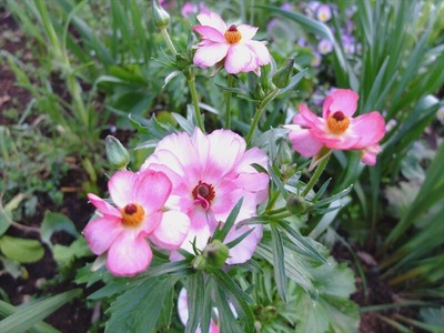 DSCF4715_R