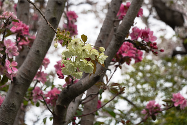 DSC06526_R