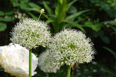 DSC07099_R