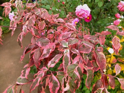 DSCF9369_R