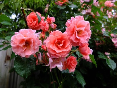 DSCF6181_R