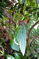 DSCF5321_R