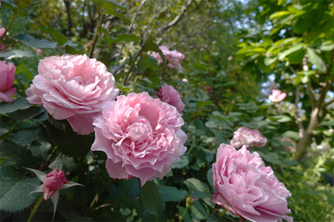 DSC01009_R