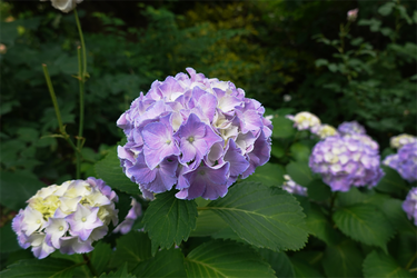 DSC08085_R