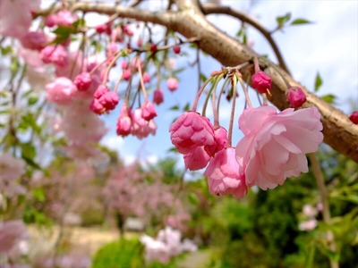 DSCF5342_R
