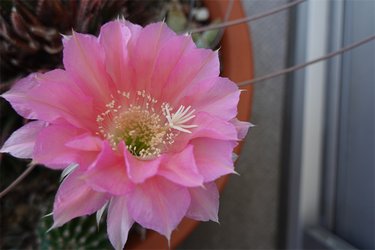 DSC08268_R