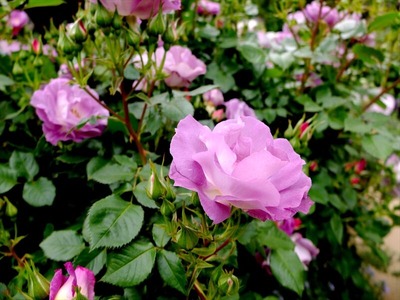 DSCF2537_R
