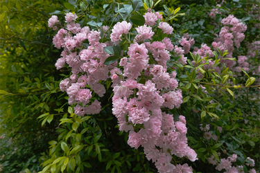 DSC08054_R